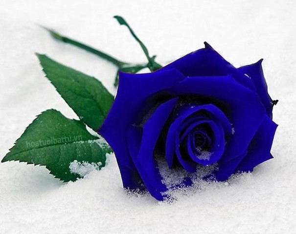 Hình nền  Đơn sắc màu xanh da trời bông hồng Hoa hồng xanh thực vật  Cánh hoa Hình nền máy tính đen và trắng Nhà máy đất thực vật có hoa