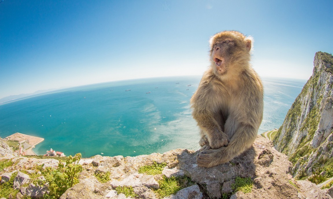 Nền khỉ hình nền khỉ dễ thương nhất 50 hình ảnh con khỉ đáng yêu cute và  đẹp nhất