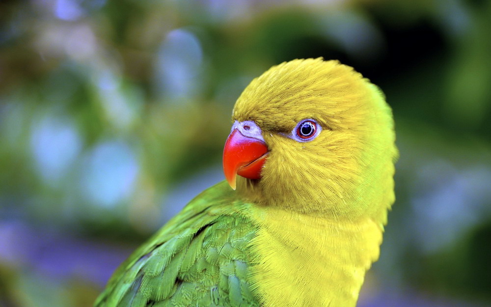 Vẹt Úc Blue Eyed Cockatoo-Trang Trại Vườn Chim Việt