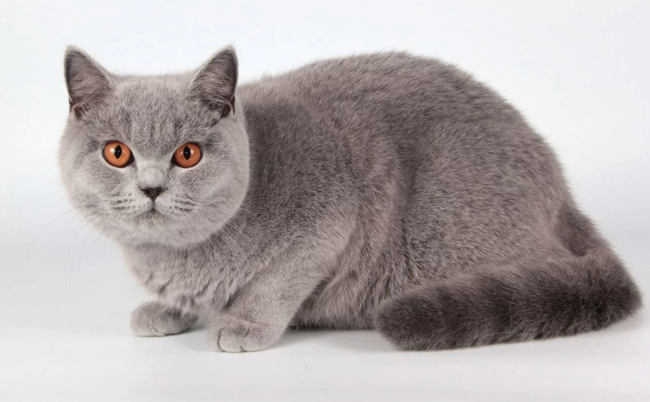Một chú mèo Anh lông ngắn có đôi mắt cam đậm